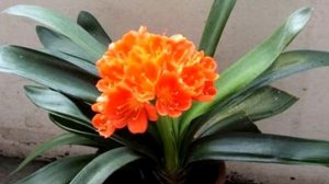 Самые опасные комнатные растения. (15 ядовитых цветов).