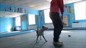 Дрессировка щенка стаффорда 1 урок