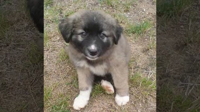 Как купить щенка Румынская Карпатская авчарка смотреть онлайн