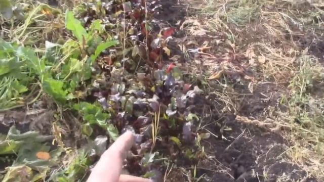 ПОГОДА РАЗРЕШИЛА УБРАТЬ ОГОРОД/Жизнь в деревне смотреть онлайн