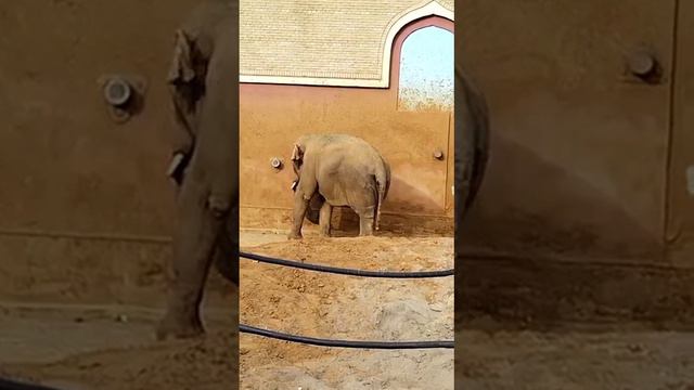слон зоопарк смотреть онлайн