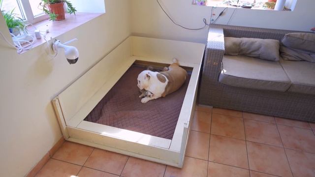 Самый шустрый щенок едет в Москву! Как бульдог Лиса и её щенки? Что нового на стройке питомника? смотреть онлайн