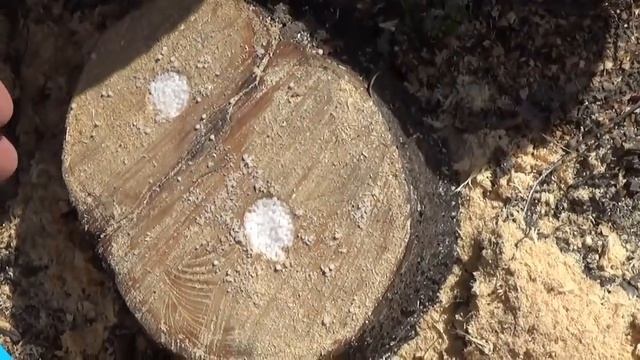 Как легко и без усилий избавиться от ненужного пня. Всего за 2 минуты смотреть онлайн