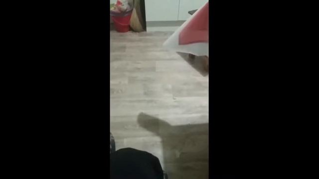 Ҳимояти аз Иззат Амон смотреть онлайн
