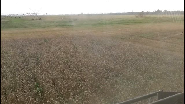 МОЛОТИМ пшеницу с зелёнкой смотреть онлайн