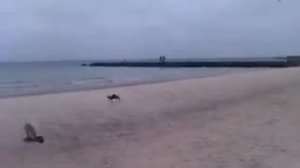 Левретка охотится на голубей