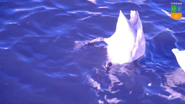 Лебединый оазис среди заснеженных полей в предгорье Алтая смотреть онлайн