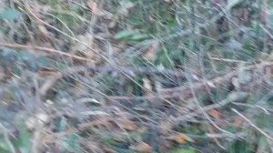 Абхазия. В гостях у М̶и̶м̶о̶з̶ы̶ Тамары