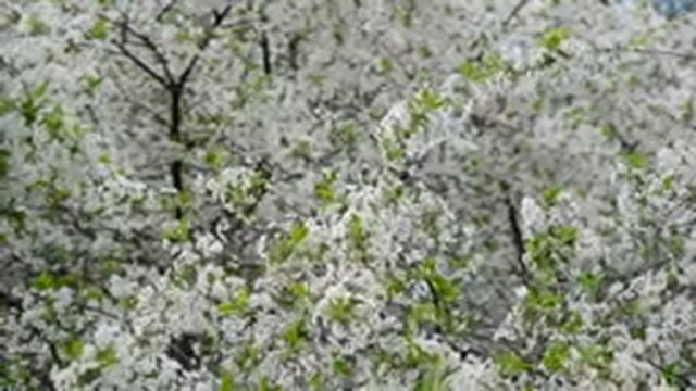 Deep Focus Music To Improve Concentration - 12 Hours of Ambient Study Music to Concentrate #13 смотреть онлайн