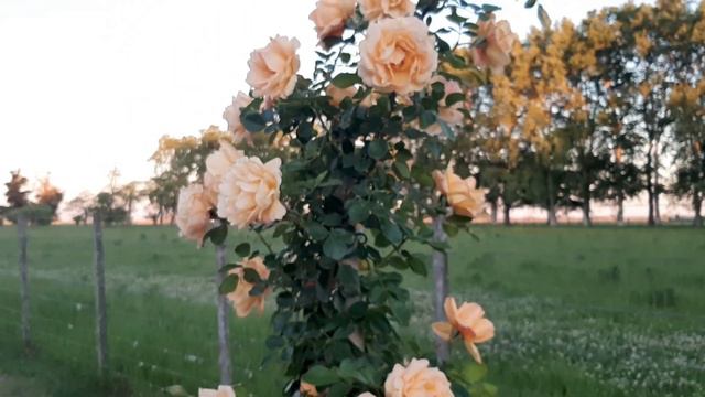 Michka ( MEIvaleir ) / Meilland 1998 - descripción por Mauro Zuzul - roses - rosiers - rosas - роз смотреть онлайн