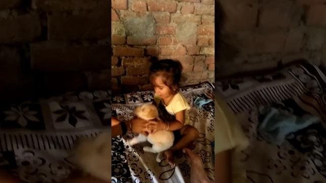 Puppy trainer смотреть онлайн