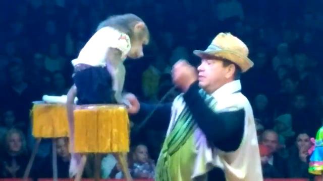 Обезьяны в цирке Дзива в Могилеве смотреть онлайн