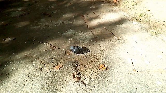 Очень много умирающих птиц и дохлых голубей в городе Николаеве в Лесках смотреть онлайн