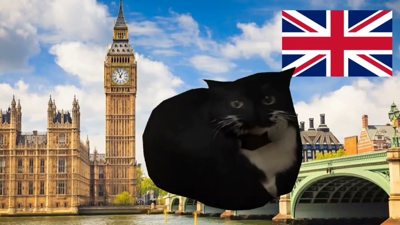 Maxwell Cat Dance In Different Places