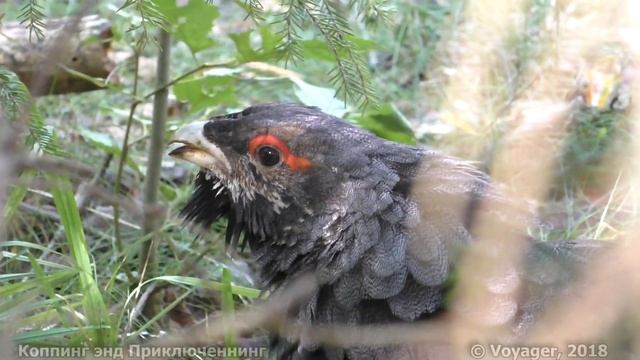 Видео охота на глухаря смотреть онлайн