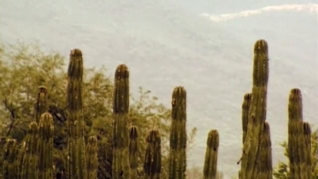 Летучие мыши - кошмар во всех культурах мира. Леденящий ужас. смотреть онлайн