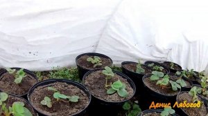 Клубника в горшках, Огород над землёй, Выращивание клубники, Клубника круглый год, Супер способ