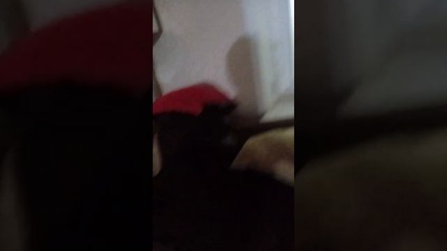завтра буду играть Майнкрафт выживания 1 час 24 скоро будет суббота с могу я не могу пямит много смотреть онлайн