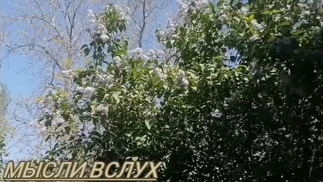 Севка Ад смотрит в книгу,а видит фигу. От перемены мест вещи все равно валяются. Дети не котята. смотреть онлайн