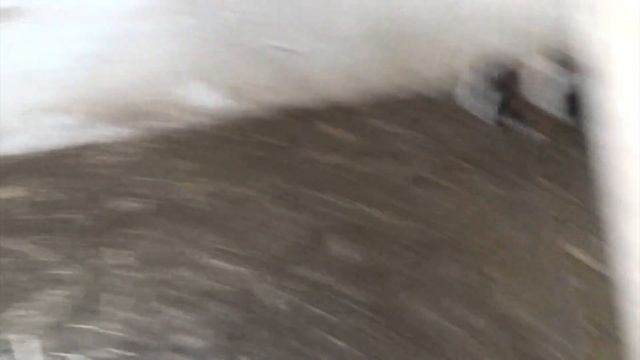 Большое пополнение у морских свинок. смотреть онлайн