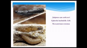 Ионова ЕА Вредители зерна и других сельскохозяйственных продуктов при хранении
