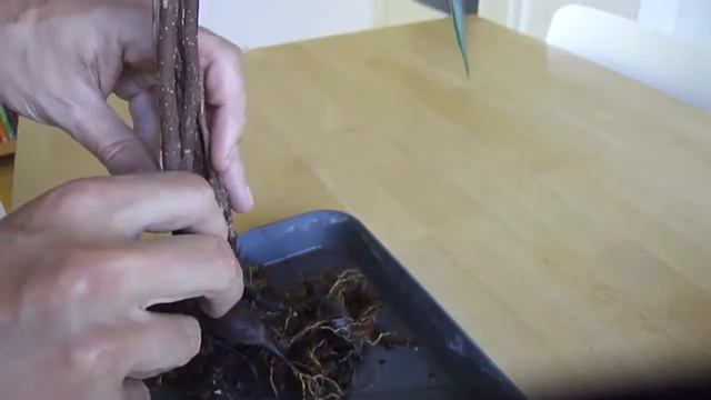 Repotting my Ficus binnendijkii July 2019 смотреть онлайн
