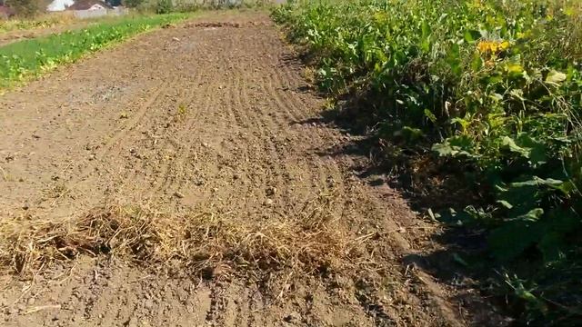 Борона для мотоблока испытание божеский вид смотреть онлайн