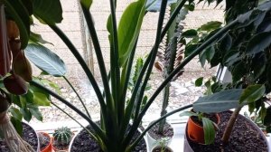 Цветение Стрелиции Королевской на подоконнике, возможно.!