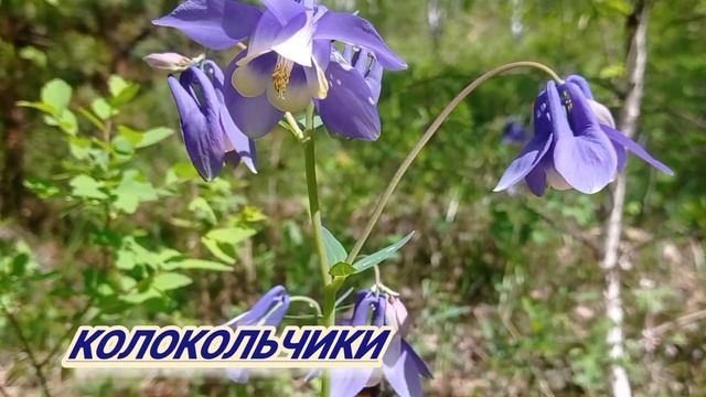 У кого розы! А у нас заячьи лапки! ? смотреть онлайн