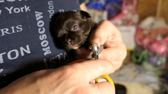 #чихуахуапитомники Мой муж ЮВЕЛИР ! #chihuahualove Ягодкам 3 недели 15/11/2022 #купитьчихуахуа СПб смотреть онлайн