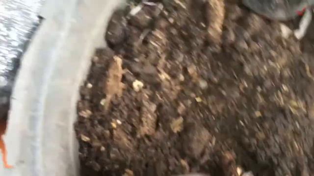 How to Plant Vinca Periwinkle or Kumintang From Seeds to Flowers смотреть онлайн