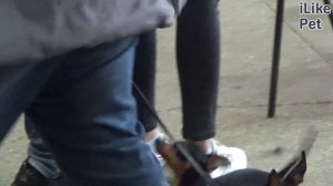 Пражский крысарик (Ратлик) на ilikepet. Особенности породы, уход