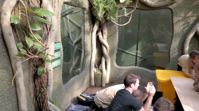 Giant python given ultrasound heart scan at Chester Zoo смотреть онлайн