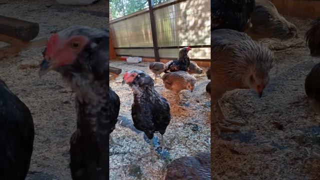 Араукана (Araucana) смотреть онлайн