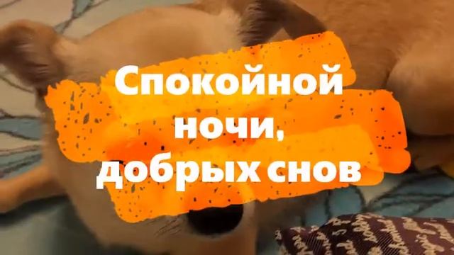 #Видео, немного релакса. Спокойной ночи #малыши! Смайлик спит, устал - играл, лаял, #бегал и кусал. смотреть онлайн
