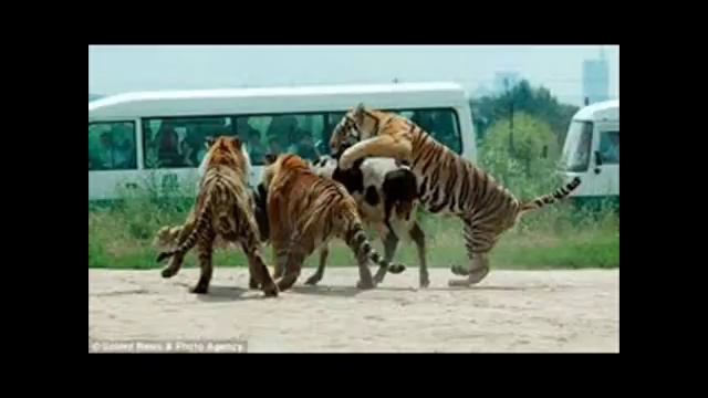 тигры охотятся на коз смотреть онлайн