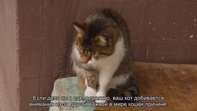 Зачем кошки поднимают свои лапки? смотреть онлайн