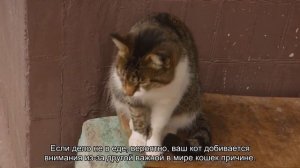 Зачем кошки поднимают свои лапки?
