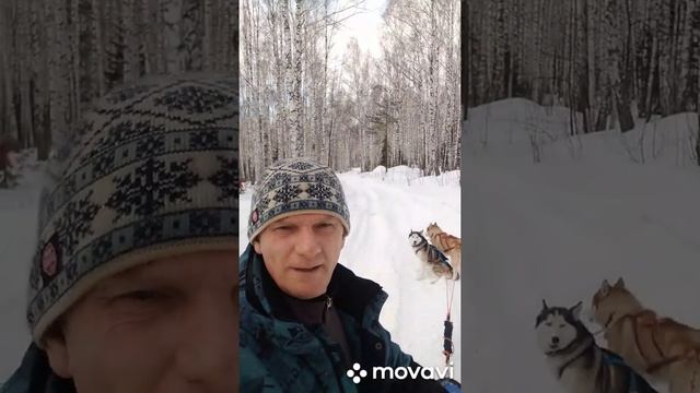 упряжка хаски VS 50 джипов смотреть онлайн