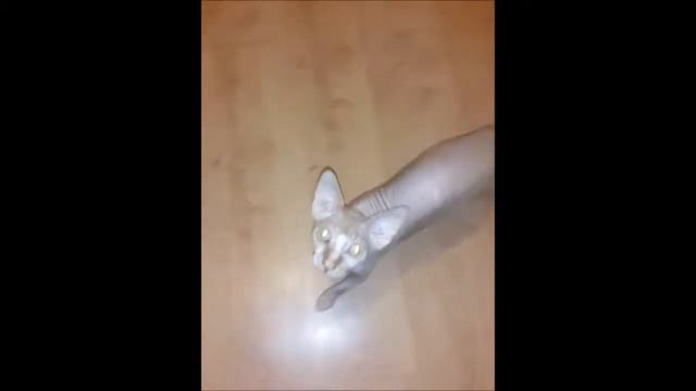 Животные Крис. сфинкс нападает на хозяйку смотреть онлайн