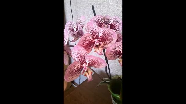 Phalaenopsis Anthura Andorra смотреть онлайн