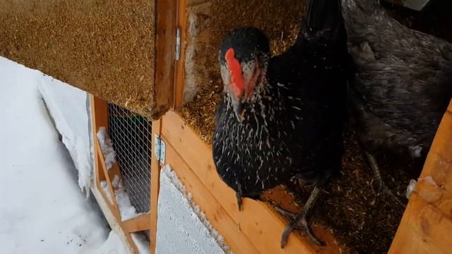 Курица чернуха разговорилась смотреть онлайн