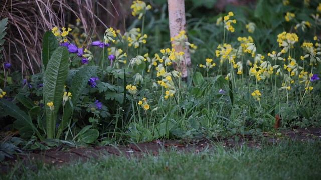How --- not to be scared of yellow in a mixed border смотреть онлайн