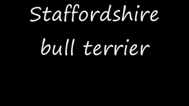 Staffordshire terrier & Staffordshire bull terrier смотреть онлайн