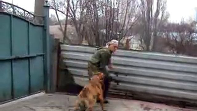 Питомник бордоских догов «Perle de France» http://perl.petsinform.com/ смотреть онлайн