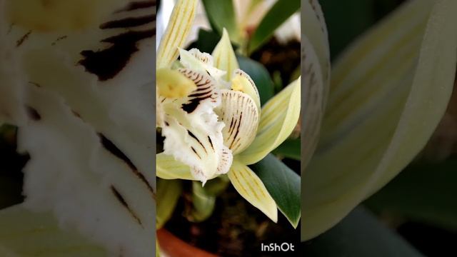 Coelogyne taronensis.От Попова. смотреть онлайн
