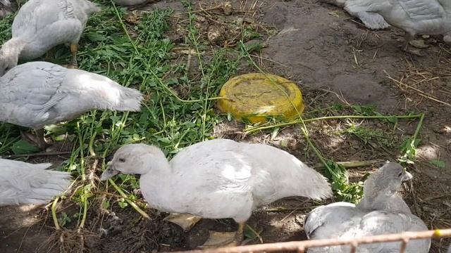 Мускусные утята лавандовые, изабелла , перламутровые, старшие рож. 04.05,2019 смотреть онлайн