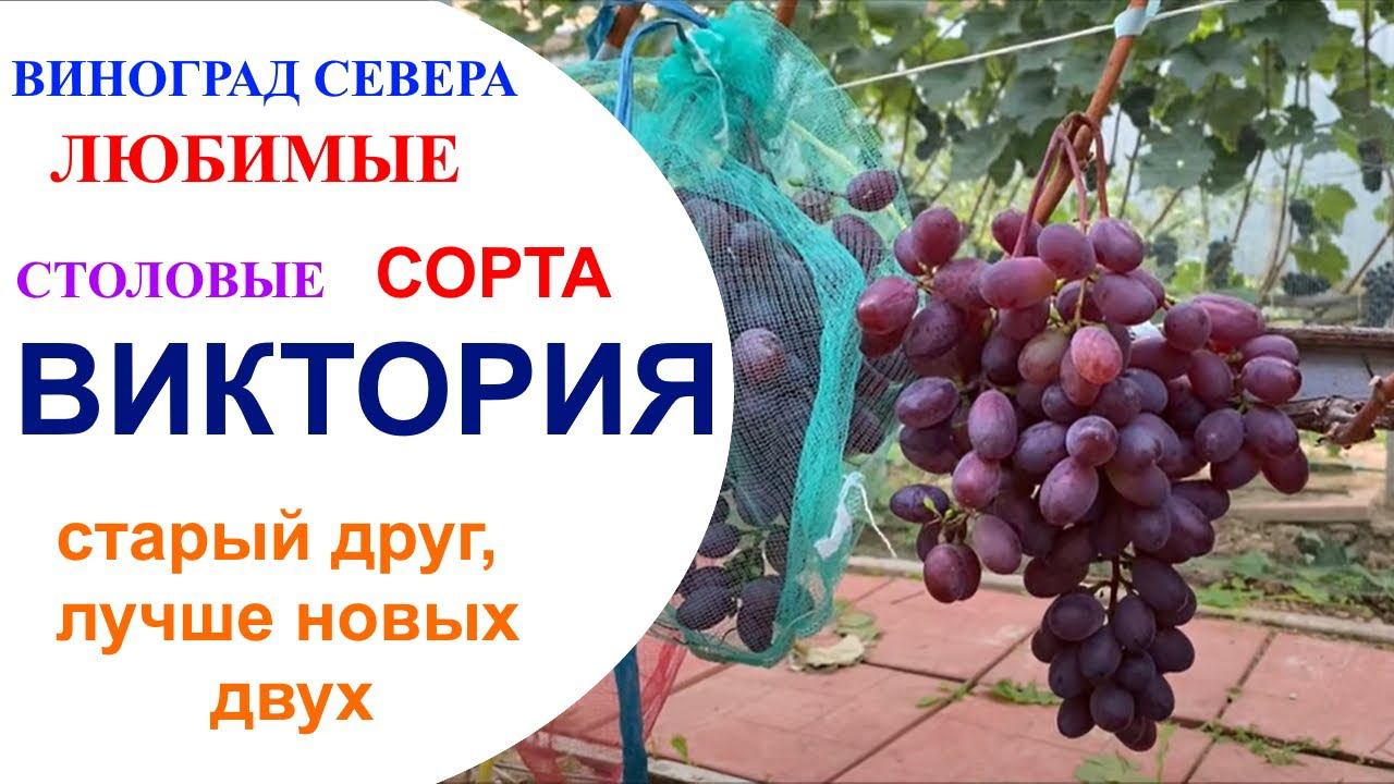 Виноград Виктория в северном Подмосковье или устойчивый розовый мускат для дачника смотреть онлайн