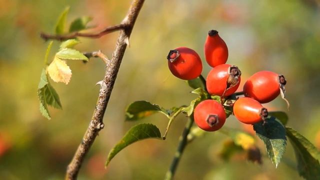 Emotional Lofi Beats for Relax, Study, Meditate & Sleep #108 ? संगीत को आराम ? リラックス音楽 ? 음악을 이완하십시오 смотреть онлайн