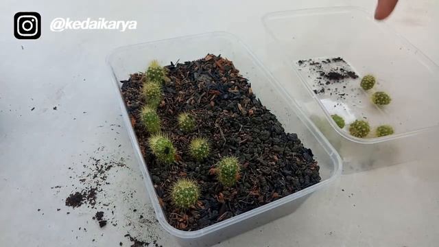 CARA MENANAM KAKTUS ECHINOPSIS CALOCHLORA DARI POTELAN смотреть онлайн